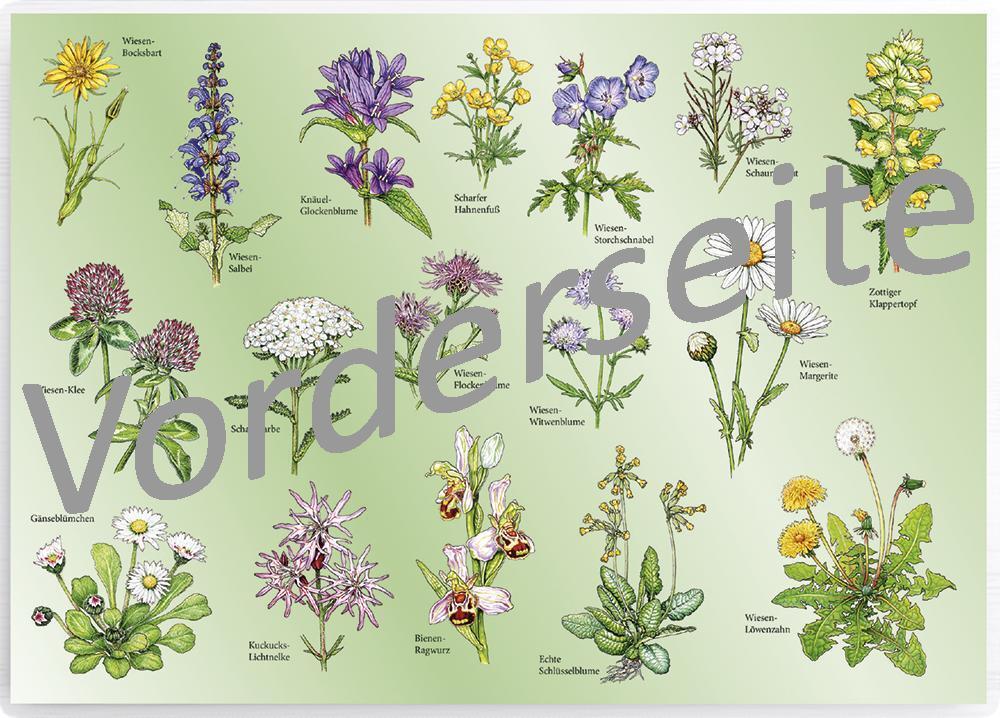 Tischset "Wiesenblumen" main product photo