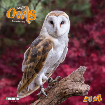 Magic Owls  2026