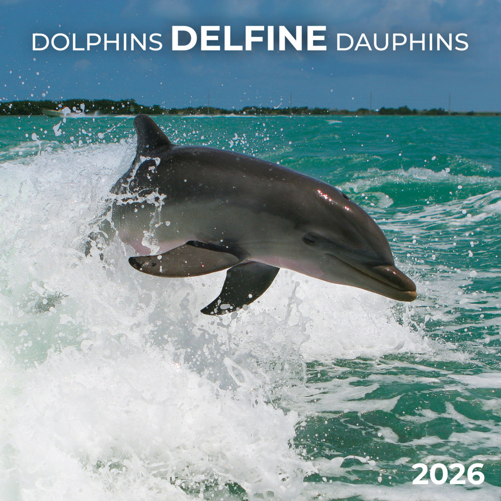 Delfine/Dolphins 2026 main product photo