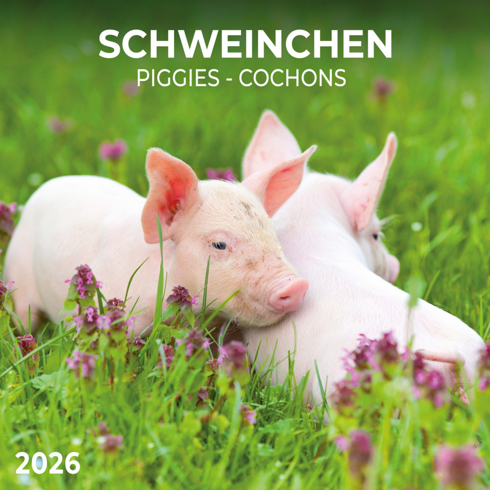 Schweinchen/Piggies 2026 main product photo