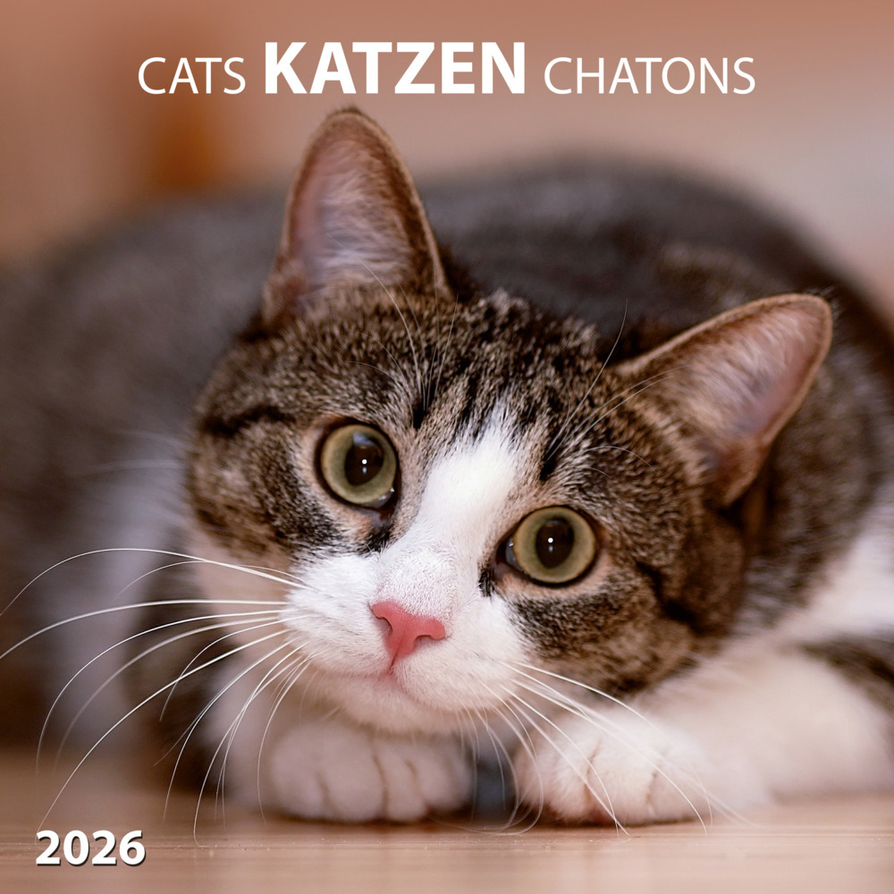 Katzen/Cats 2026 main product photo