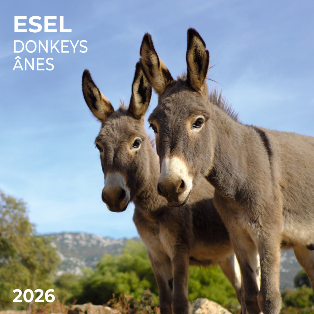 Esel/Donkey 2026 main product photo