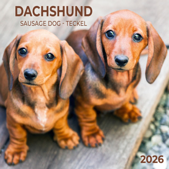 Dackel 2026