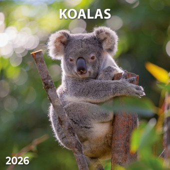 Koalas 2026