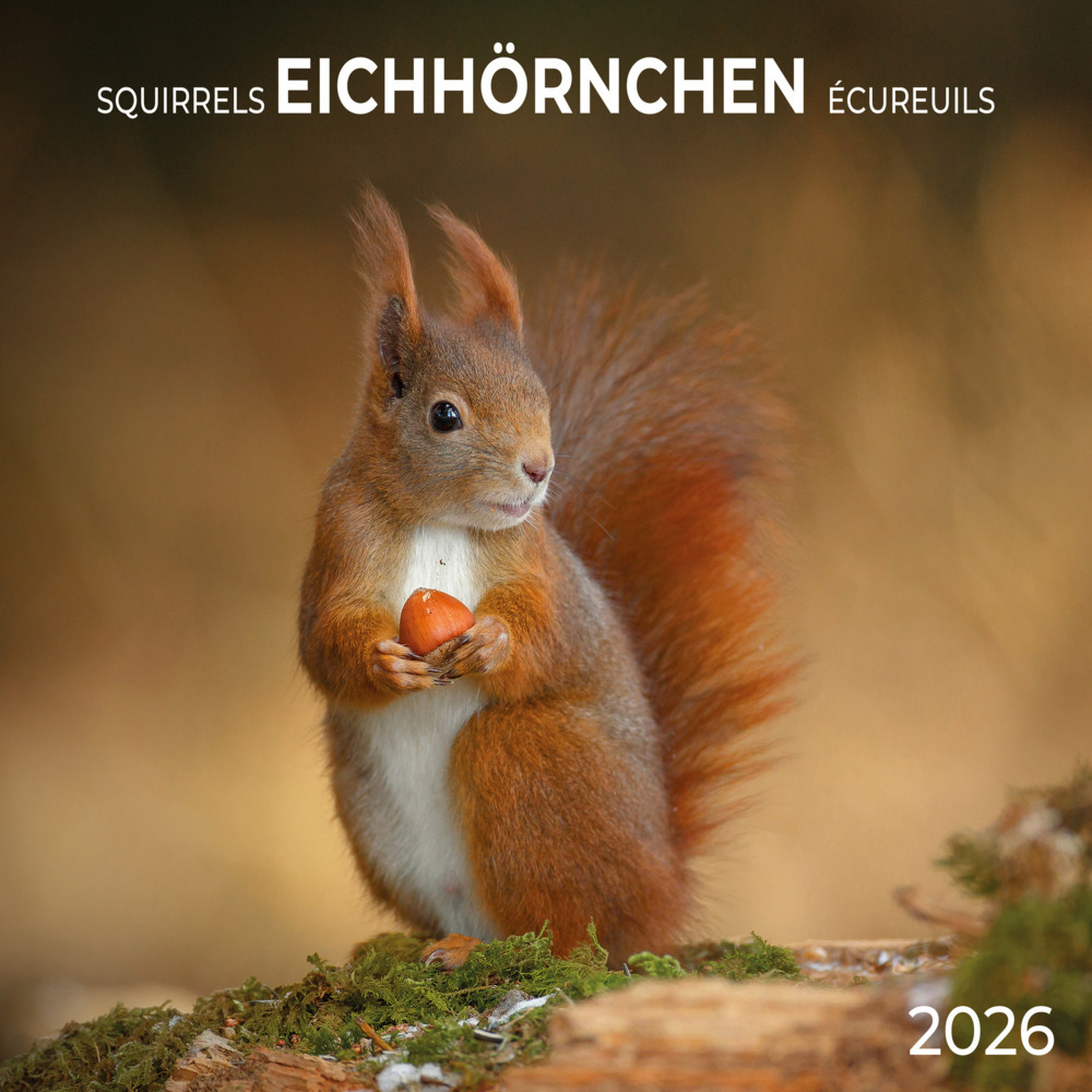 Eichhörnchen 2026 main product photo