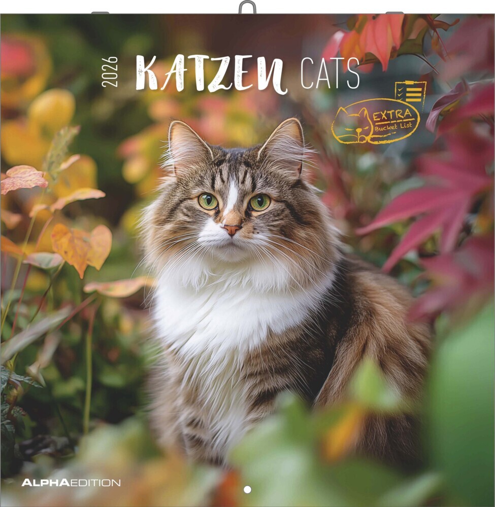 Katzen 2026 - Broschürenkalender 30x30 cm (30x60 geöffnet) - Kalender mit Platz für Notizen - Cats - Bildkalender - Wandplaner - Katzenkalender main product photo