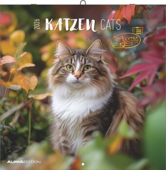 Katzen 2026 - Broschürenkalender 30x30 cm (30x60 geöffnet) - Kalender mit Platz für Notizen - Cats - Bildkalender - Wandplaner - Katzenkalender