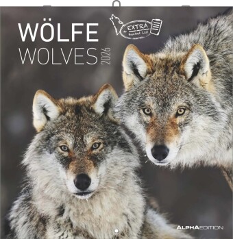 Wölfe 2026 - Broschürenkalender 30x30 cm (30x60 geöffnet) - Kalender mit Platz für Notizen - Wolves - Bildkalender - Wandplaner - Alpha Edition