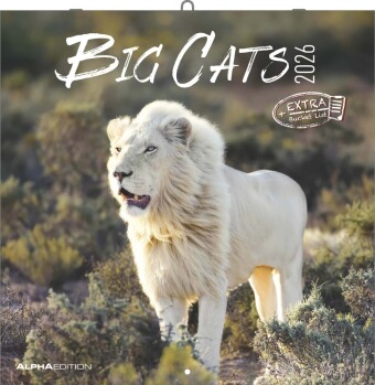 Big Cats 2026 - Broschürenkalender 30x30 cm (30x60 geöffnet) - Kalender mit Platz für Notizen - Big Cats - Bildkalender - Wandplaner - Alpha Edition