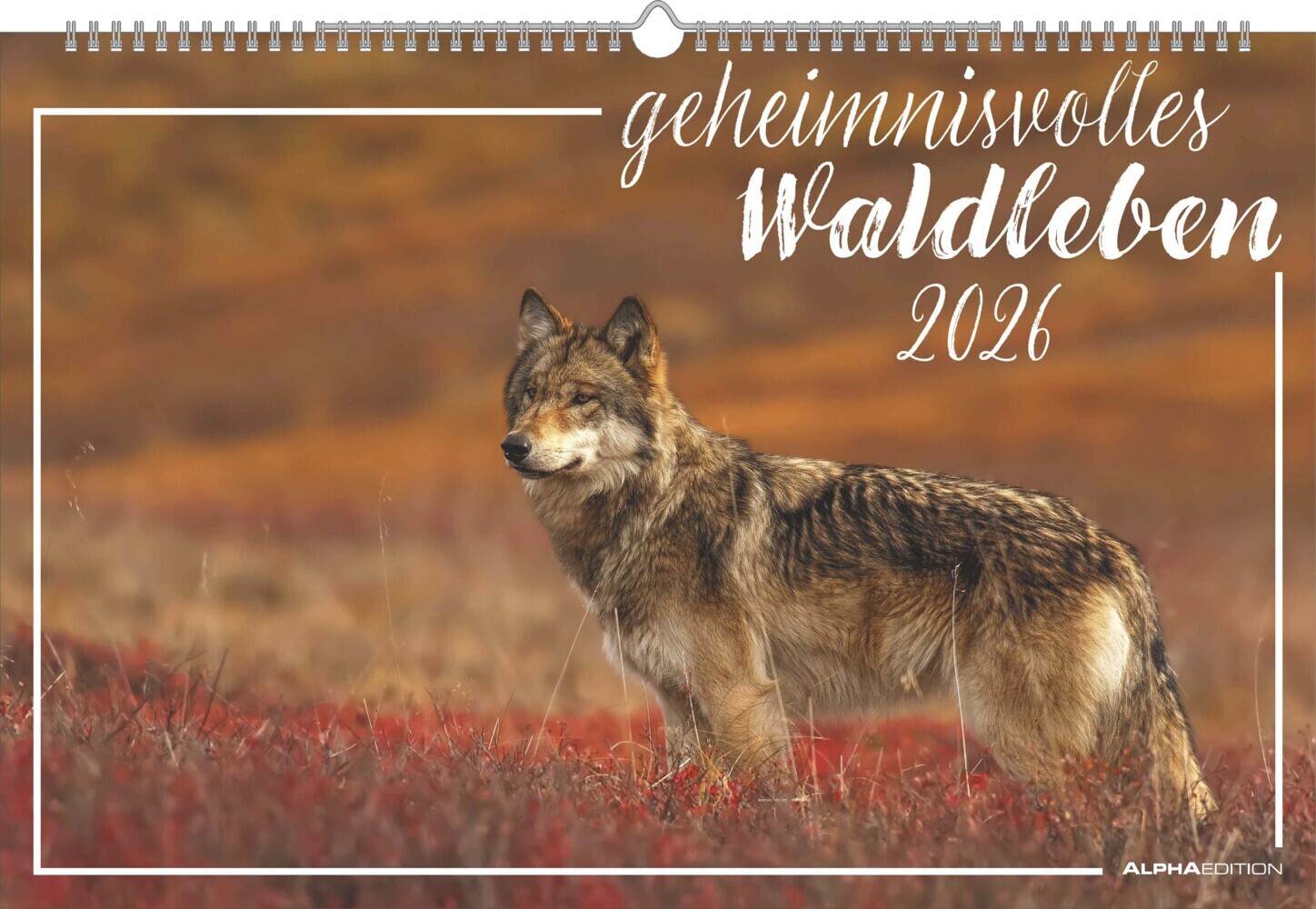 Geheimnisvolles Waldleben 2026 - Bildkalender 49,5x33 cm - Tiere und Pflanzen in unseren heimischen Wäldern - Wandkalender - Wandplaner - Tierkalender main product photo