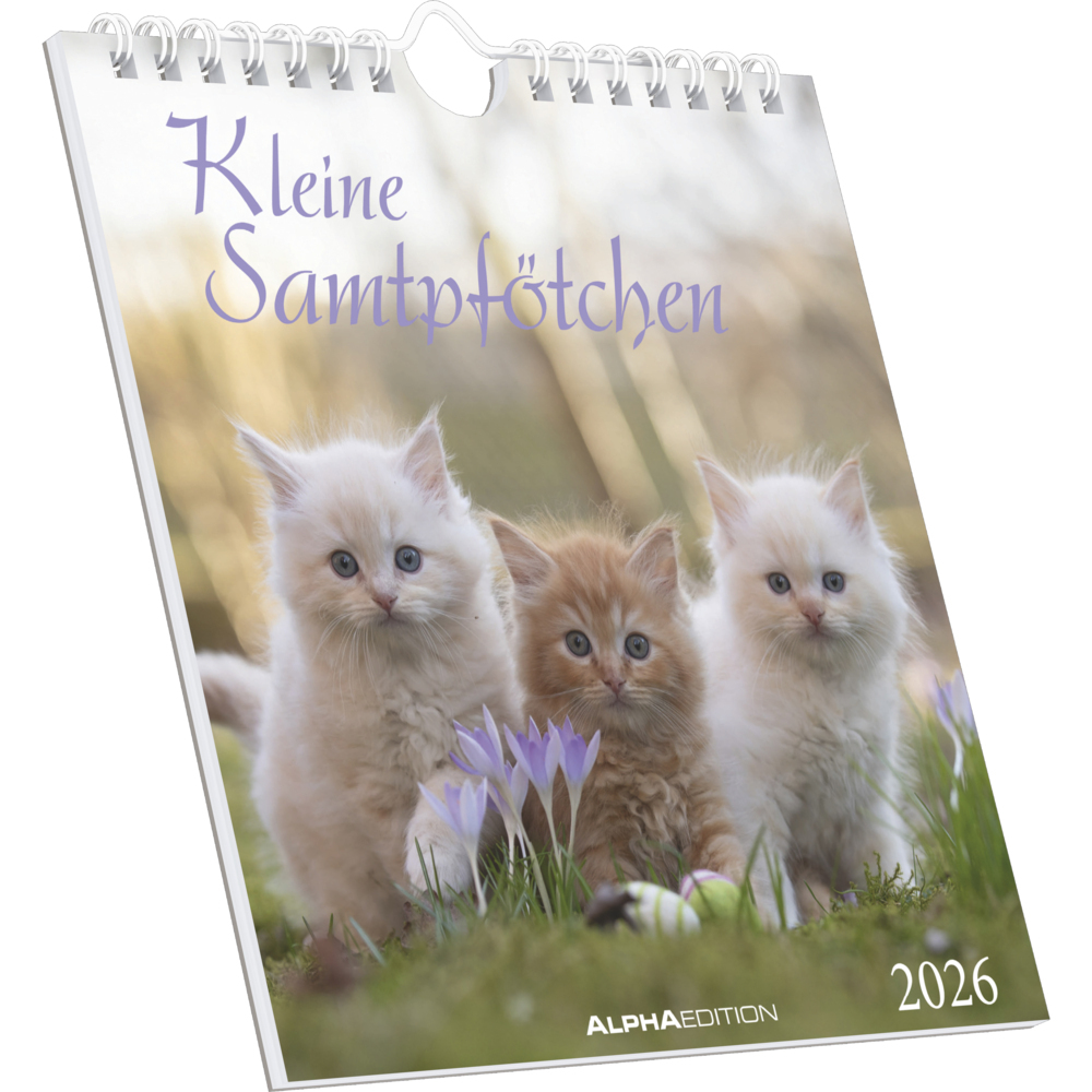 Kleine Samtpfötchen 2026 - Postkartenkalender 16x17 cm - Katzen - zum Aufstellen oder Aufhängen - Monatskalendarium - Gadget - Mitbringsel - Alpha Edition main product photo