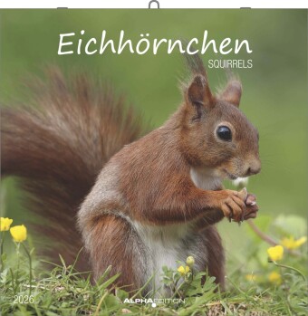Eichörnchen - Broschürenkalender im Format 30 x 30 mit Notizkalendarium
