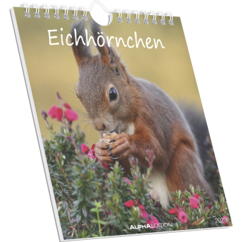 Eichhörnchen 2026 - Postkartenkalender im Format 16 x 17