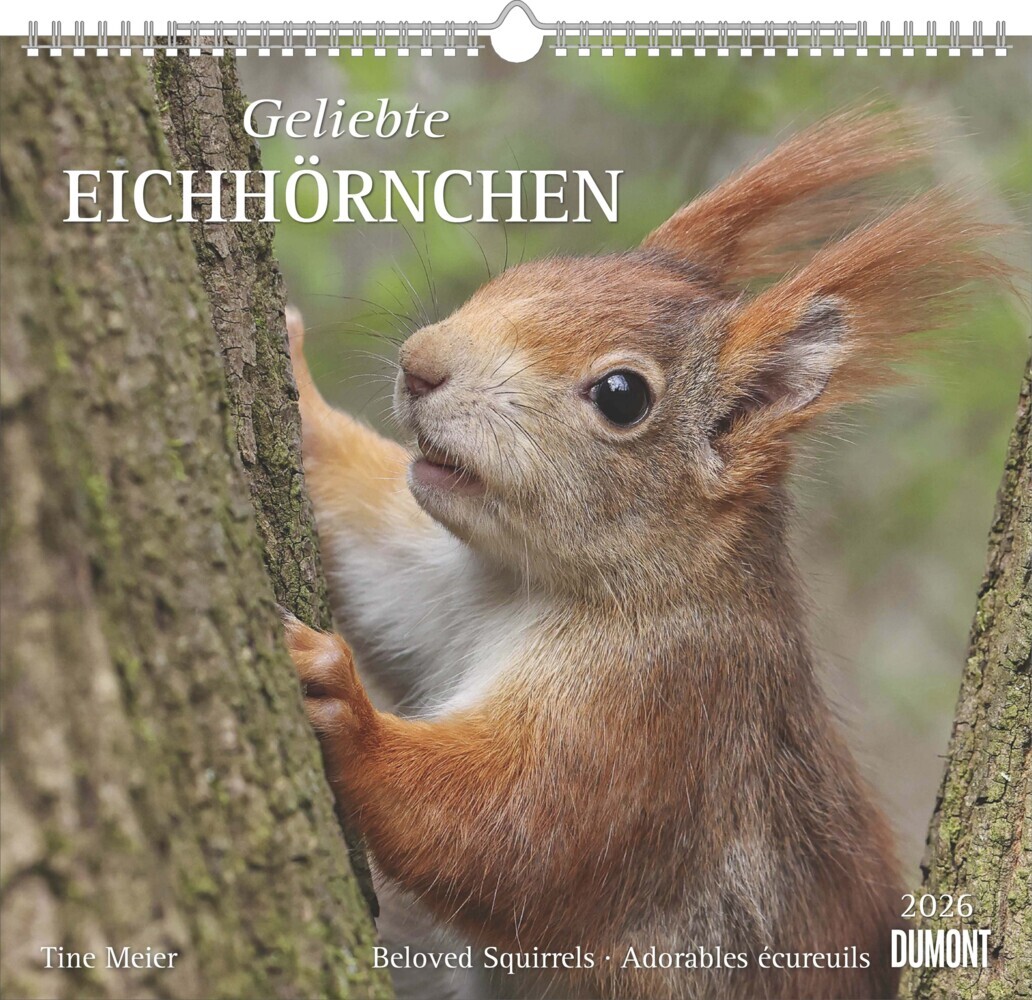 Geliebte Eichhörnchen 2026 - DUMONT Wandkalender - mit den wichtigsten Feiertagen - Format 38,0 x 35,5 cm main product photo
