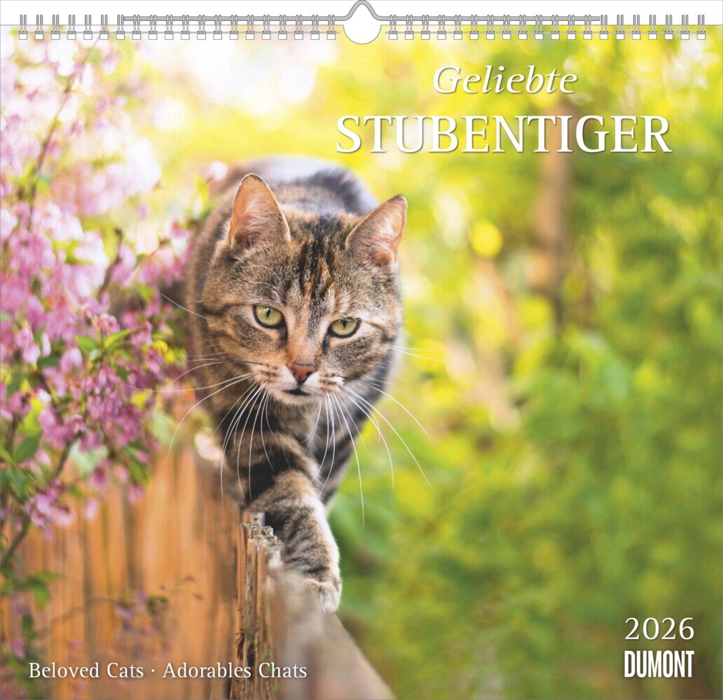Geliebte Stubentiger 2026 - DUMONT Wandkalender - mit den wichtigsten Feiertagen - Format 38,0 x 35,5 cm main product photo