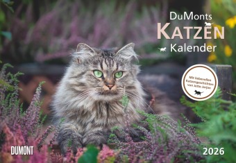 DUMONTS Katzenkalender 2026 - Broschürenkalender - Wandkalender - mit Schulferienterminen - Format 42 x 29 cm