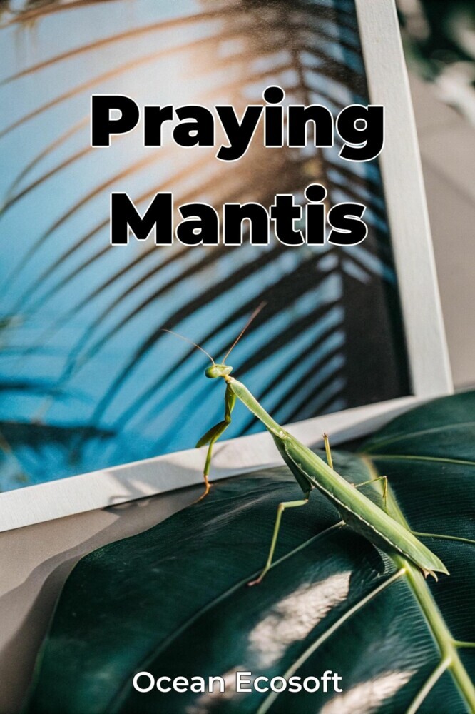 Praying Mantis main product photo