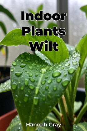 Indoor Plants Wilt