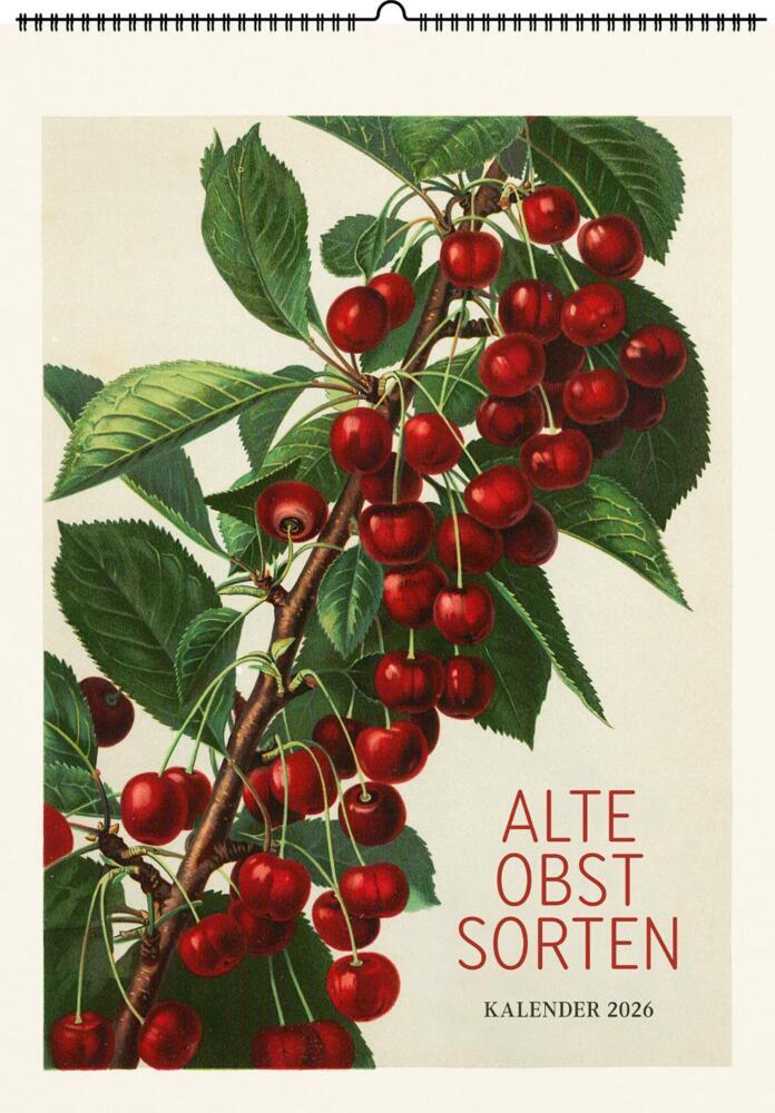 Alte Obstsorten. Wandkalender 2026 main product photo
