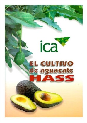 El cultivo de aguacate Hass