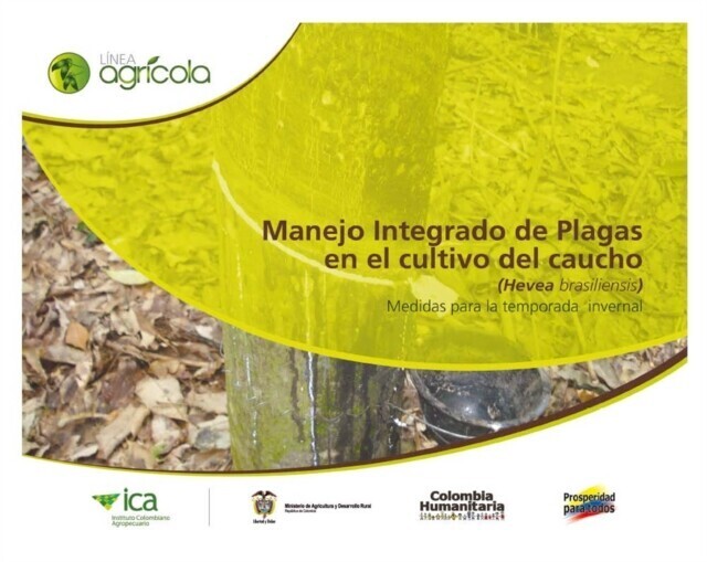 Manejo integrado de plagas en el cultivo del caucho (Hevea brasiliensis) medidas para la temporada invernal main product photo