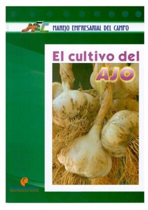 El cultivo del ajo