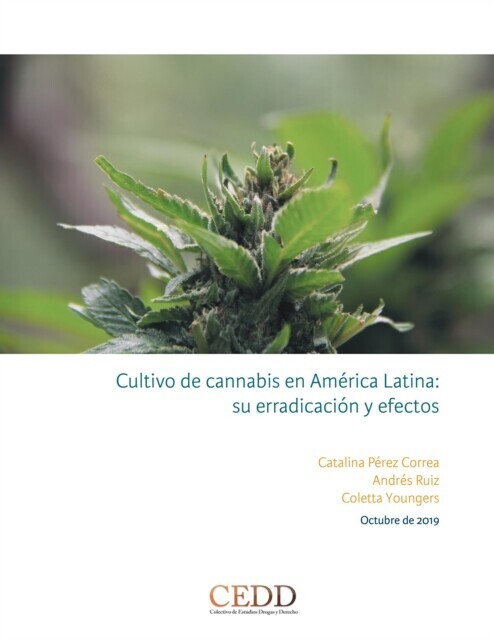 Cultivo de cannabis en América Latina, su erradicación y efectos main product photo