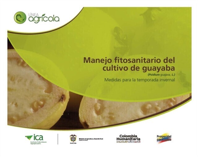 Manejo fitosanitario del cultivo de la guayaba (Psidium guajava, L) medidas para la temporada invernal main product photo