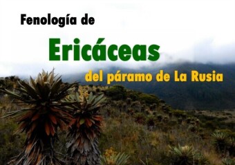 Fenología de ericáceas del páramo de La Rusia