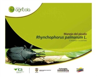 Manejo del picudo Rhynchophorus palmarum L. (Coleóptera : Curculionidae)