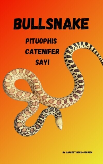 Bullsnake Pituophis Catenifer Sayi main product photo