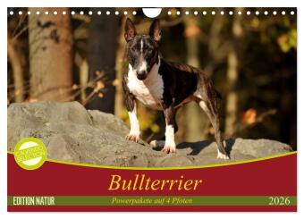 Bullterrier, Powerpakete auf 4 Pfoten (Wandkalender 2026 DIN A...