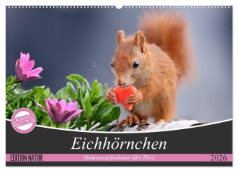 Eichhörnchen Momentaufnahmen fürs Herz (Wandkalender 2026 DI...