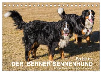 So ist er. Der Berner Sennenhund (Tischkalender 2026 DIN A5 qu...