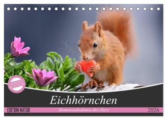 Eichhörnchen Momentaufnahmen fürs Herz (Tischkalender 2026 D...