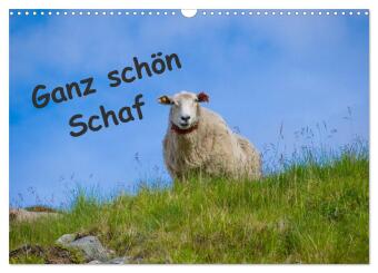 Ganz schön Schaf (Wandkalender 2026 DIN A3 quer), CALVENDO Mo...