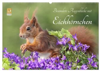 Besondere Augenblicke mit Eichhörnchen (Wandkalender 2026 DIN...
