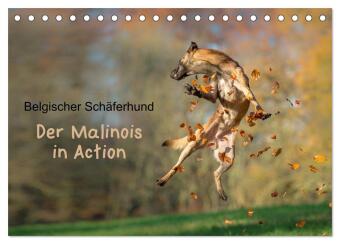 Belgischer Schäferhund - Der Malinois in Action (Tischkalende...