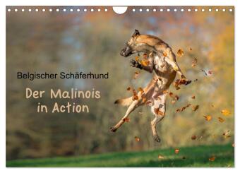 Belgischer Schäferhund - Der Malinois in Action (Wandkalender...