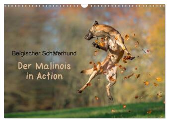 Belgischer Schäferhund - Der Malinois in Action (Wandkalender...