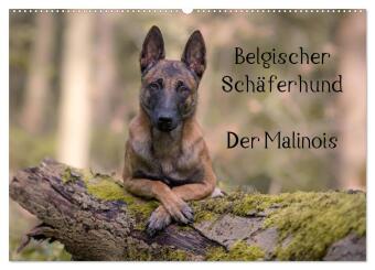 Belgischer Schäferhund - Der Malinois (Wandkalender 2026 DIN ...