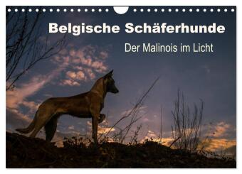 Belgische Schäferhunde - Der Malinois im Licht (Wandkalender ...