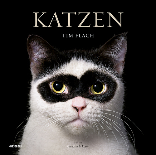 Katzen main product photo