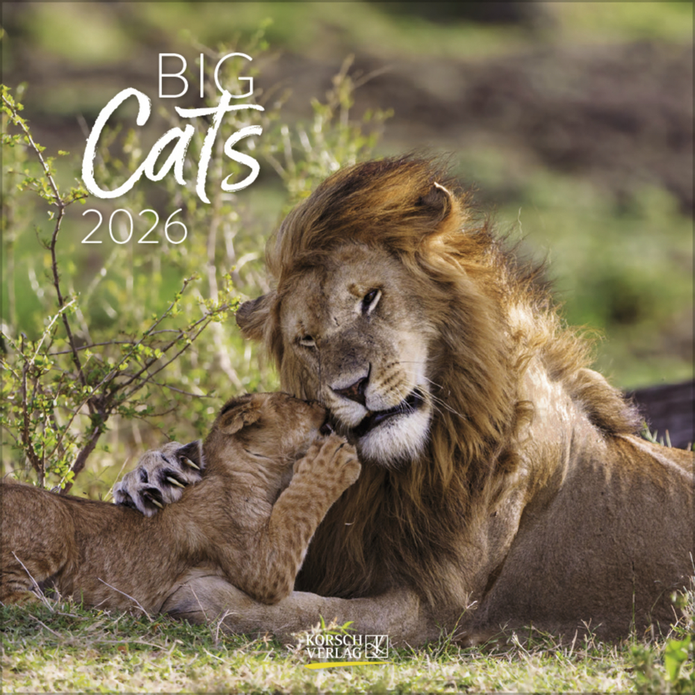 Big Cats 2026 main product photo
