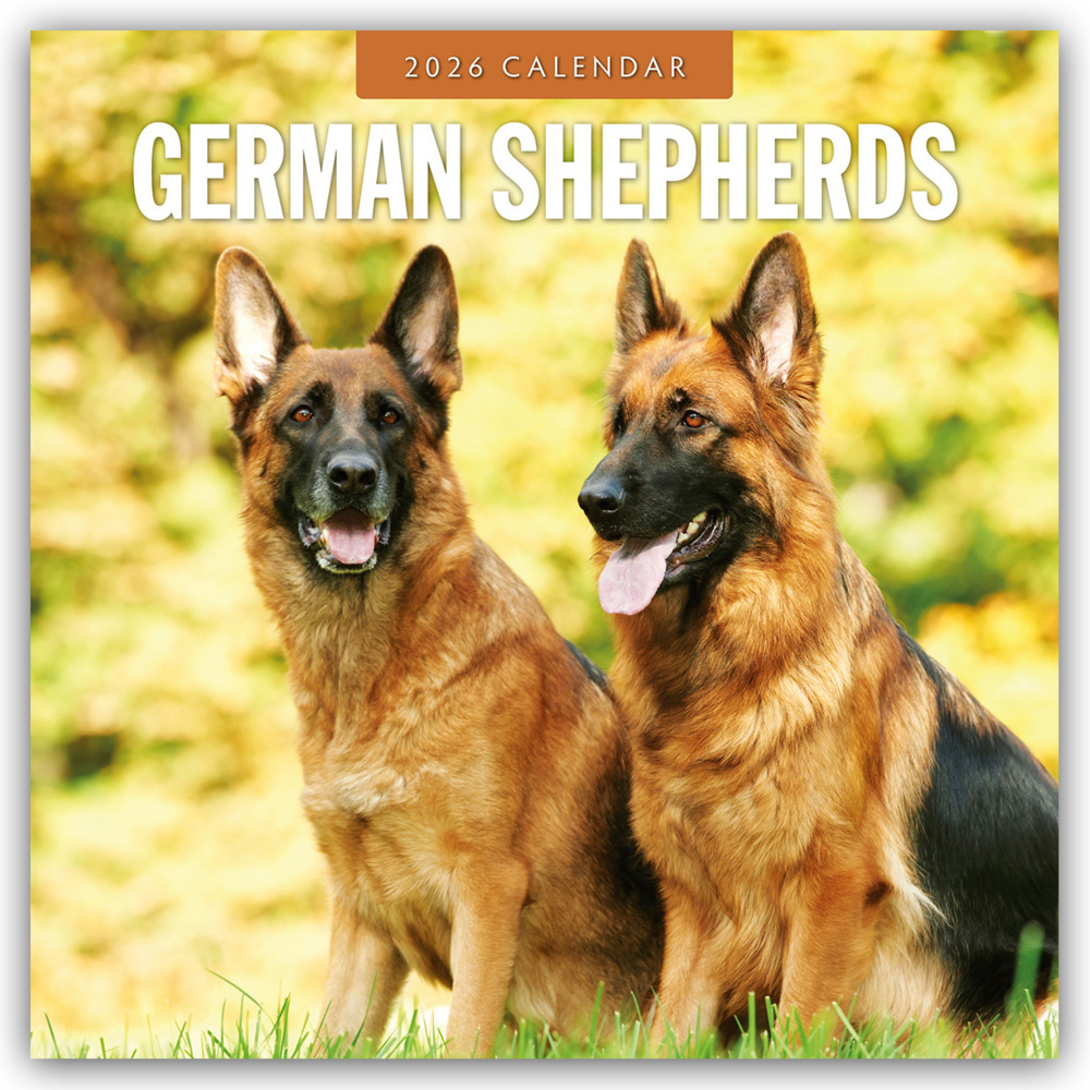 German Shepherds - Deutscher Schäferhund 2026 - 16-Monatskalender main product photo