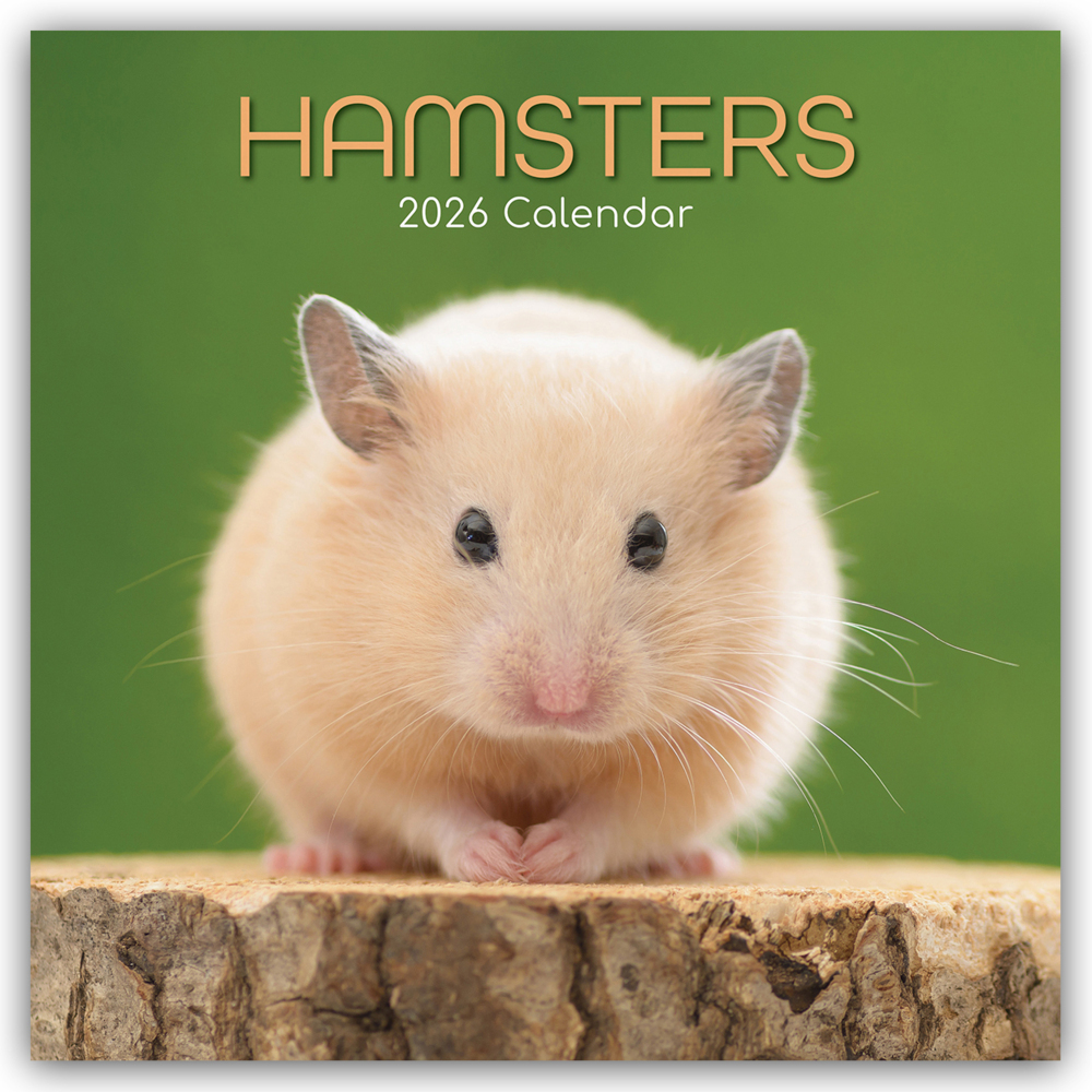 Hamsters - Hamster 2026 - 16-Monatskalender main product photo