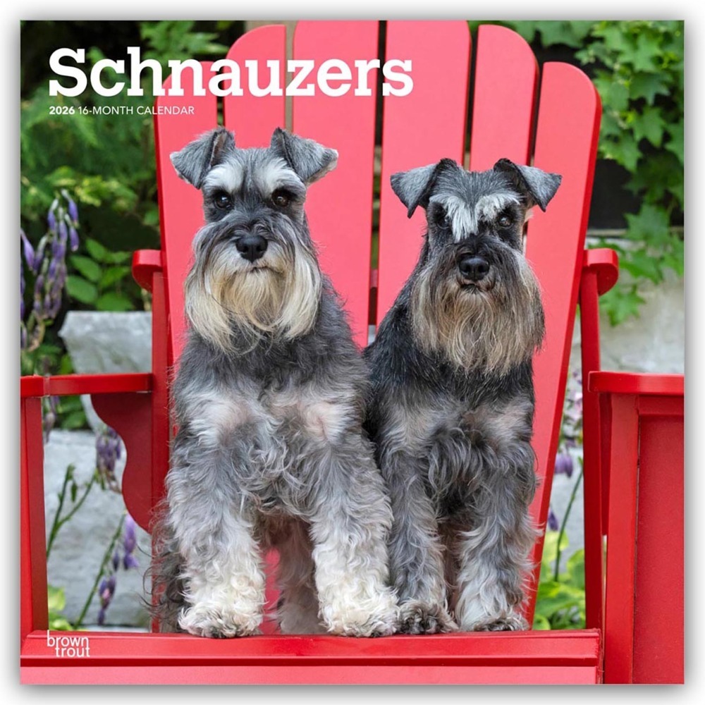 Schnauzers - Schnauzer 2026 - 16-Monatskalender main product photo