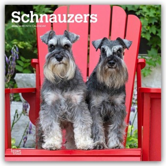 Schnauzers - Schnauzer 2026 - 16-Monatskalender