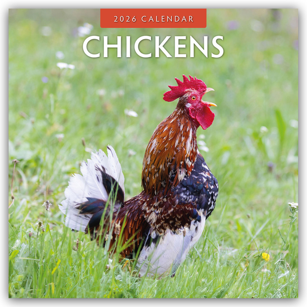 Chickens - Hühner 2026 - 16-Monatskalender main product photo