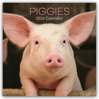 Piggies - Ferkel Schweine 2026 - 16-Monatskalender